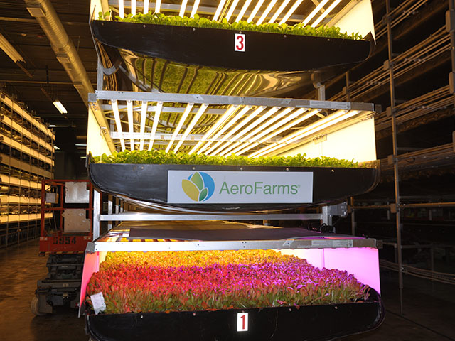 AeroFarms, a startup company in Newark, New Jersey, grows lettuce and other leafy greens under LED lights at a warehouse. AeroFarms is refurbishing an old industrial building that will allow the farm to triple its production space once completed. (DTN photo by Chris Clayton)